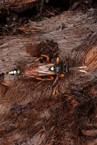 Réf. 296 650 : Diphyus raptorius